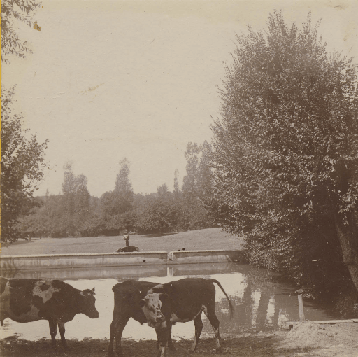 Flohmarktfund, August 1901, (C) by Christian Stüben, Wuppertal